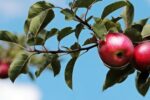 apples-gb3e33755d_640